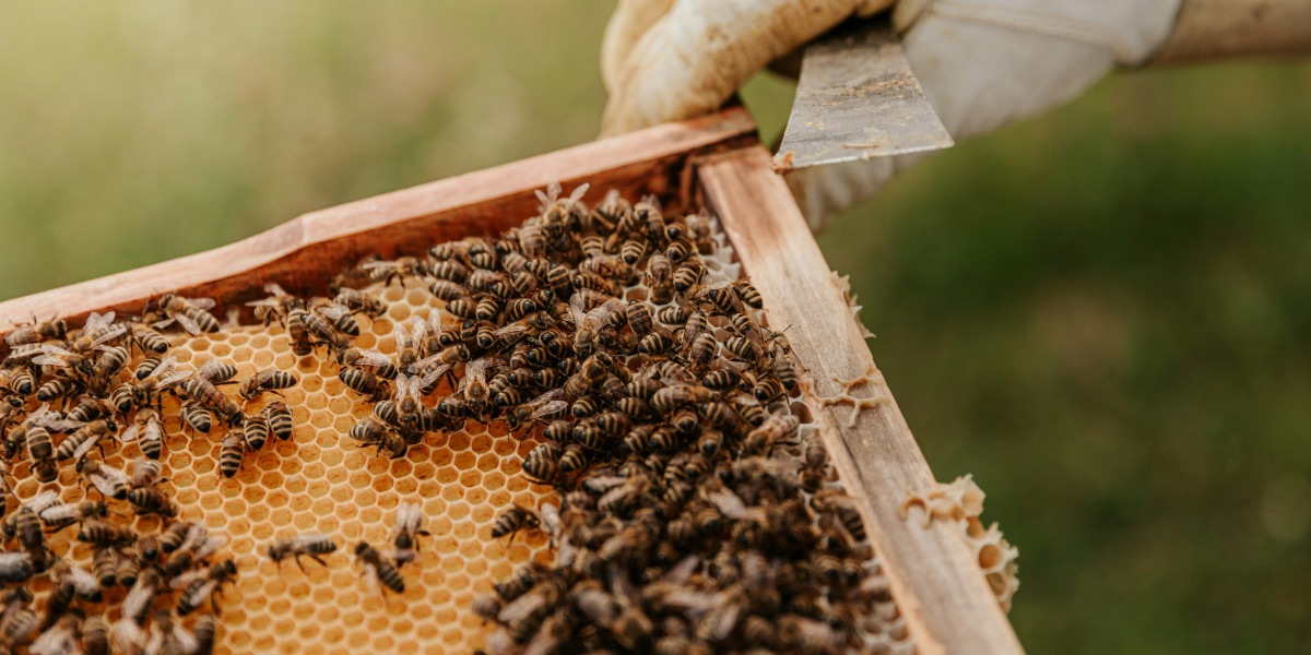 Thermal Beehives and Wooden Beehives