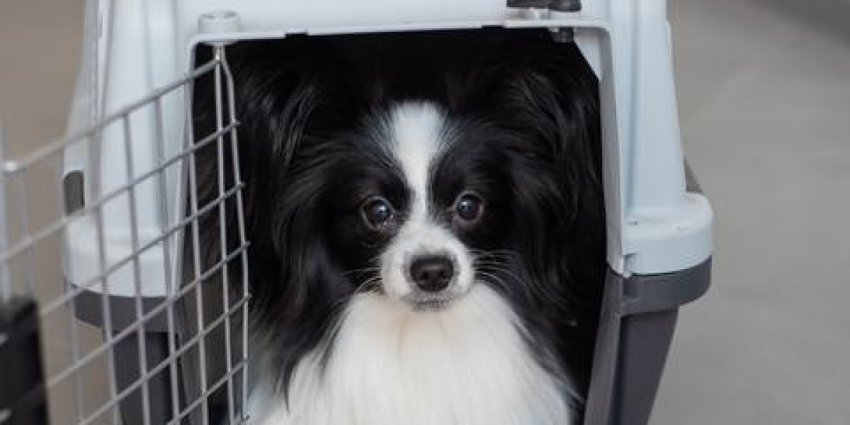 Secure and Stylish Dog Boxes <br> for Safe Pet Travel and Outdoor Adventures
